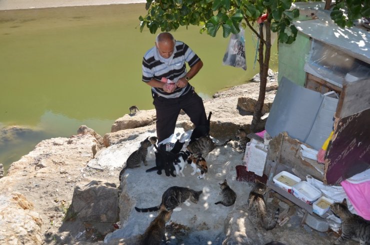 19 Yıldır Emekli Maaşını Kediler İçin Harcıyor