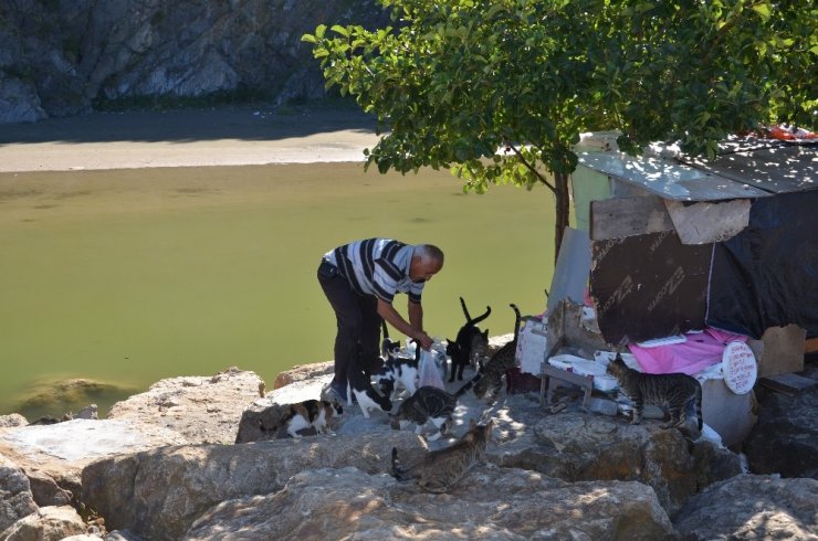 19 Yıldır Emekli Maaşını Kediler İçin Harcıyor