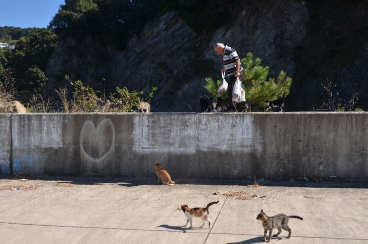 19 Yıldır Emekli Maaşını Kediler İçin Harcıyor