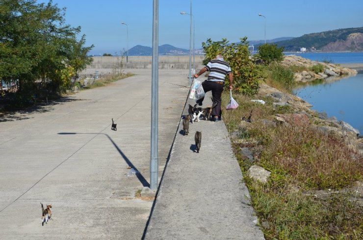 19 Yıldır Emekli Maaşını Kediler İçin Harcıyor