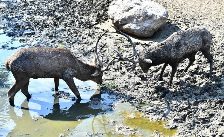 Geyiklerin Boynuz Düellosu