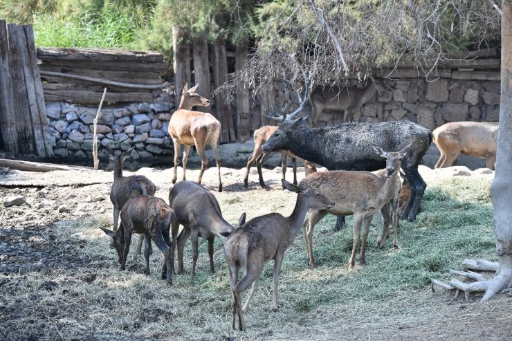 Geyiklerin Boynuz Düellosu
