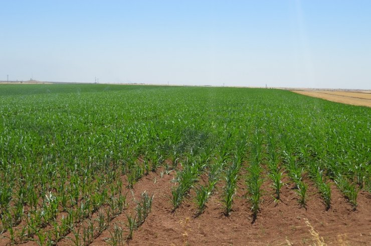 Çiftçi İthal Ürün İstemiyor