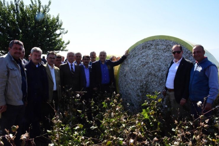 Şehzadeler’de Pamuk Hasadına Başlandı