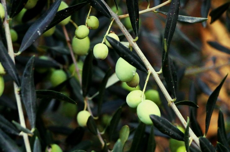 Edremit Ziraat Odası Meclis Başkanı Cahit Çetin: