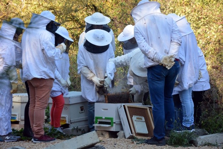 Arı Ölümleri İklim Değişikliğinden Kaynaklanıyor