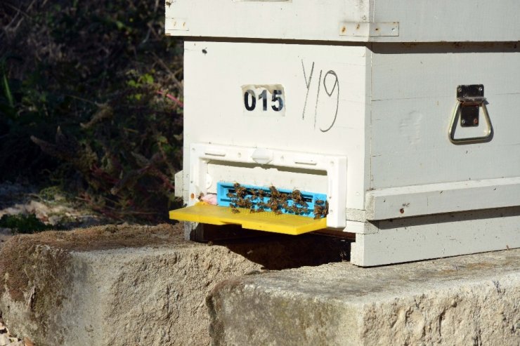 Arı Ölümleri İklim Değişikliğinden Kaynaklanıyor