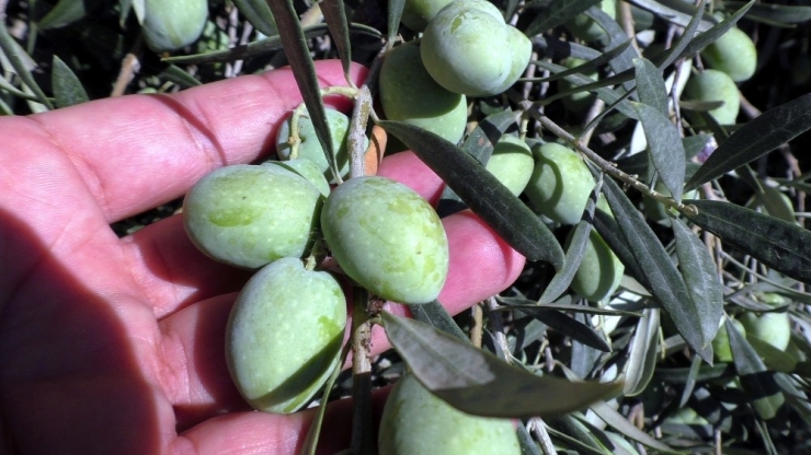 3 Ton Zeytini Bedava Dağıttılar