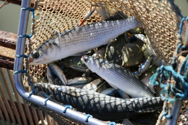 Yumurtalı Kefal, Levrek Ve Çipuralar Denize Bırakıldı