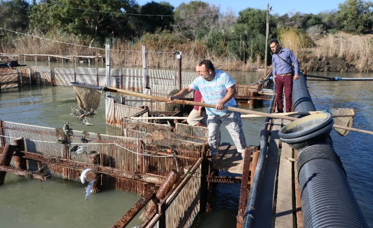 Yumurtalı Kefal, Levrek Ve Çipuralar Denize Bırakıldı