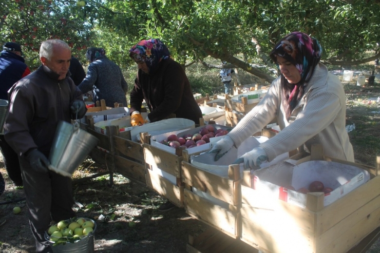 Niğde Elma Üretiminde İddialı