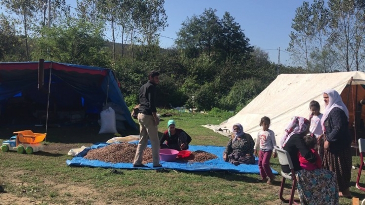 Patoz Fındığı, Köylerin Gelir Kaynağı Oldu