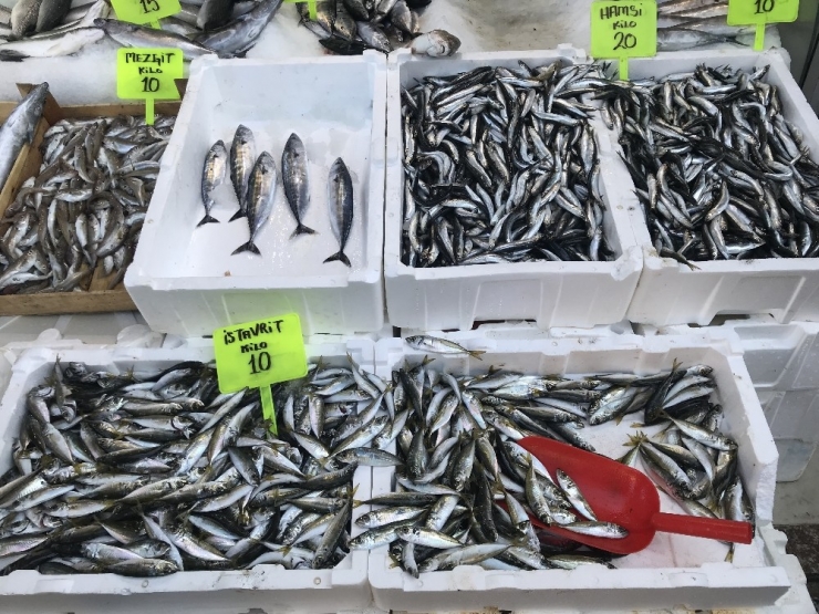 Karadeniz’de Hamsi Tezgahlarda 20 Tl