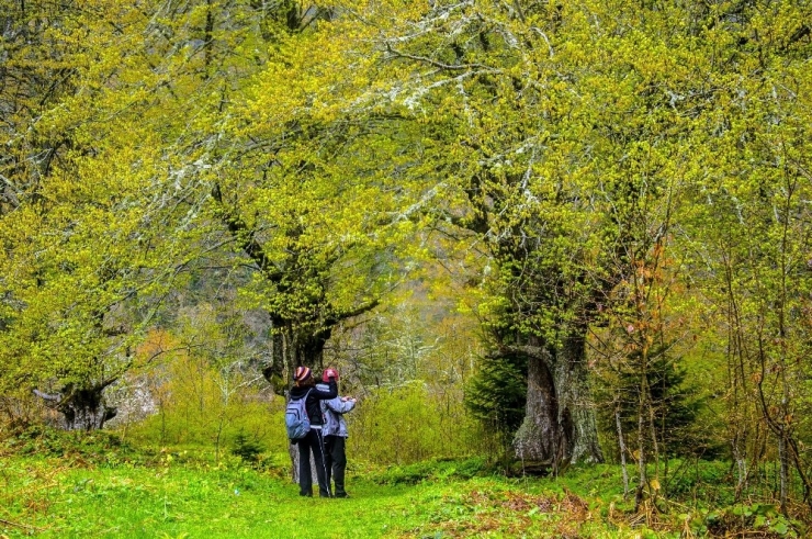Akyazı’nın Yaylaları Doğa Yürüyüşleriyle Şenleniyor