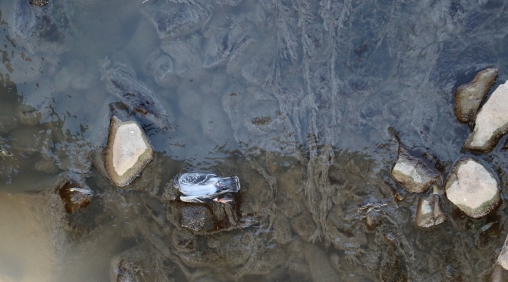 Dicle’de Toplu Balık Ölümleri