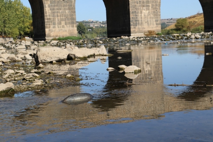 Dicle’de Toplu Balık Ölümleri