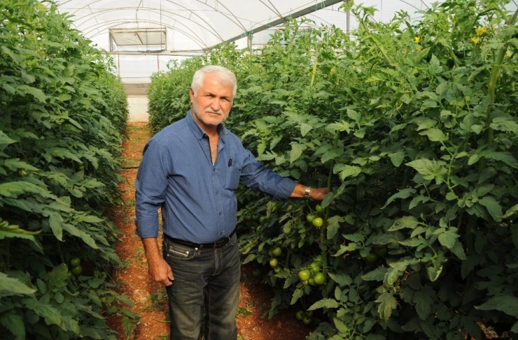 Domatesin Fiyatı Yüzde 50 Arttı