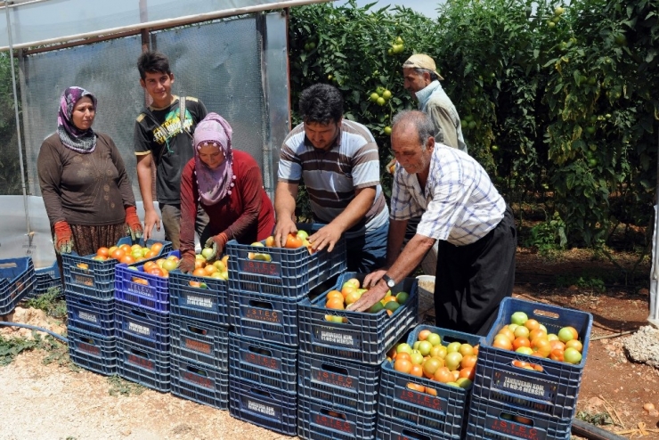 Domatesin Fiyatı Yüzde 50 Arttı