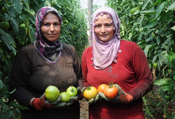 Domatesin Fiyatı Yüzde 50 Arttı