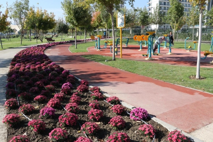 Kasımpatılar Manisa’yı Renklendirdi