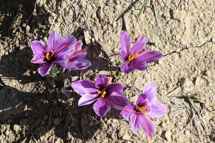 Dünyanın En Pahalı Bitkisinde Hasad Başladı