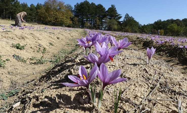 Dünyanın En Pahalı Bitkisinde Hasad Başladı