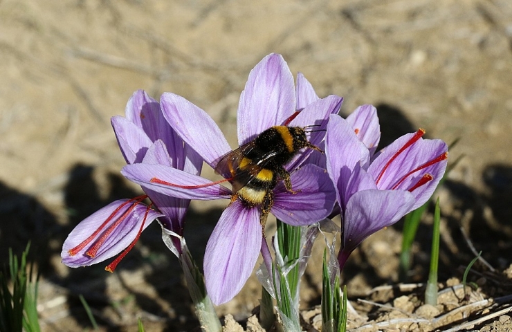 Dünyanın En Pahalı Bitkisinde Hasad Başladı