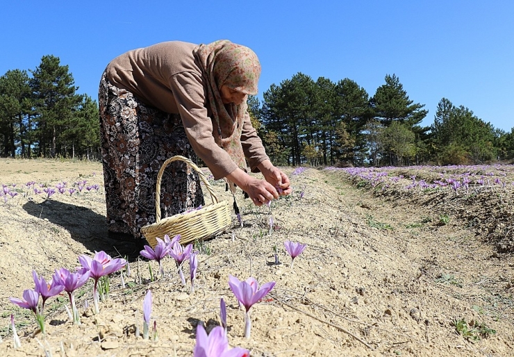 Dünyanın En Pahalı Bitkisinde Hasad Başladı