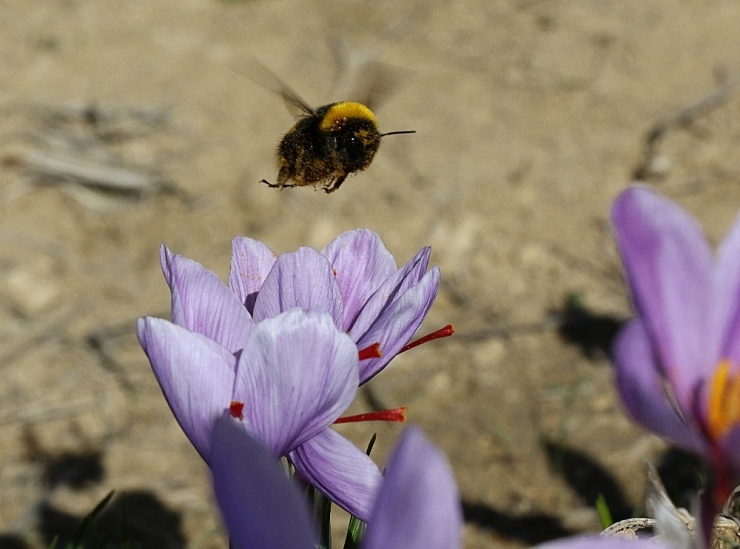 Dünyanın En Pahalı Bitkisinde Hasad Başladı
