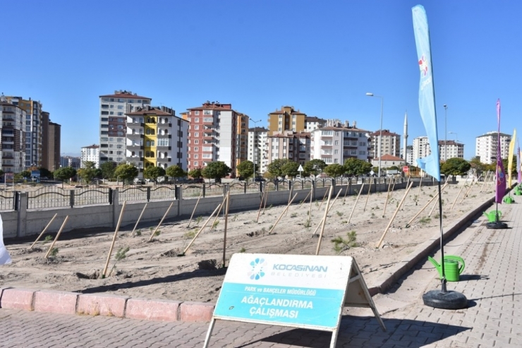 Kocasinan Belediyesi, Ağaçları Toprakla Buluşturmaya Devam Ediyor
