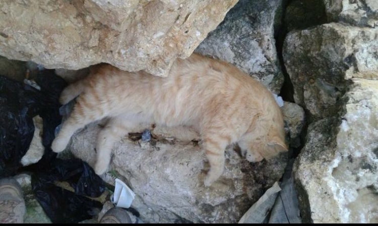 Mersin Sahilinde Kedi Katliamı