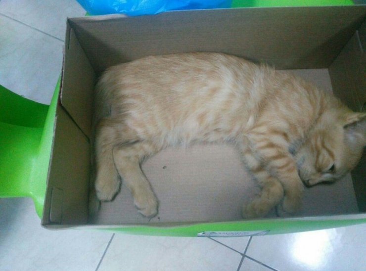 Mersin Sahilinde Kedi Katliamı