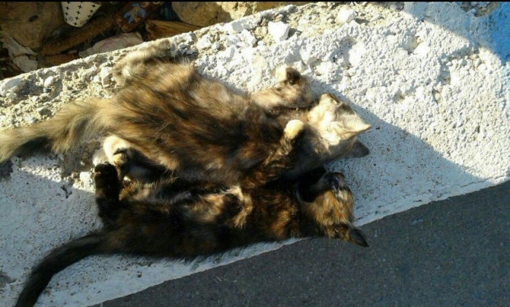 Mersin Sahilinde Kedi Katliamı