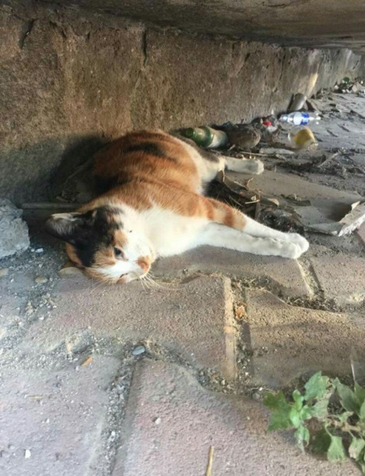 Mersin Sahilinde Kedi Katliamı