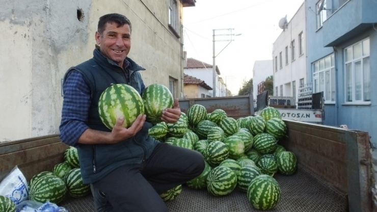 Burhaniye’de Güz Karpuzu Üreticinin Yüzünü Güldürdü