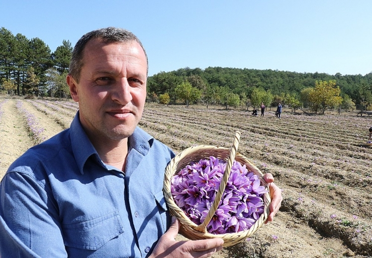 Dünyanın En Pahalı Bitkisinde Hasad Başladı