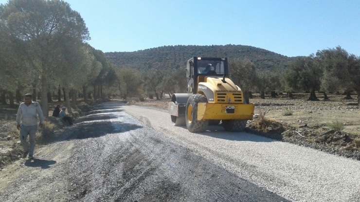 Zeytincide Yol Sevinci