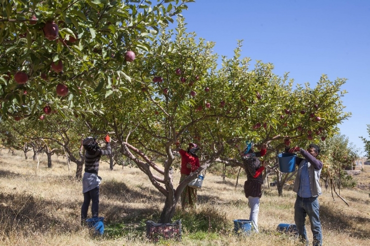 Ahlat’ta Elma Hasadı Başladı