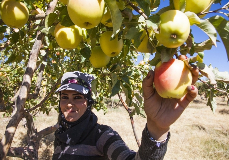 Ahlat’ta Elma Hasadı Başladı