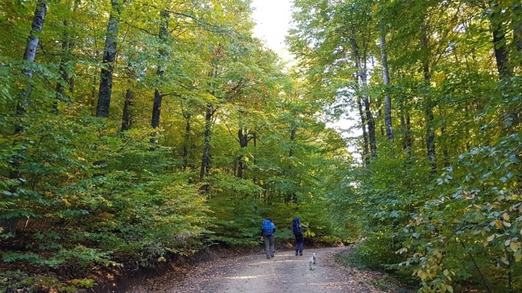 Bursalı Dağcılar Domaniç Ormanları’nda