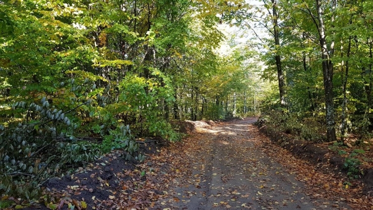 Bursalı Dağcılar Domaniç Ormanları’nda