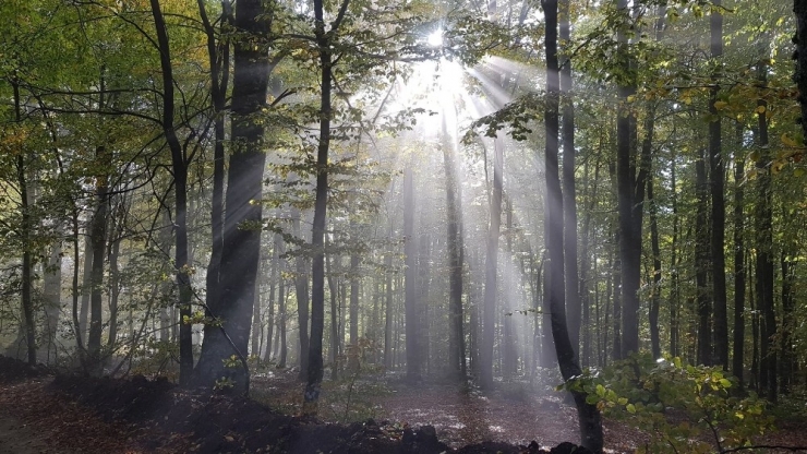 Bursalı Dağcılar Domaniç Ormanları’nda