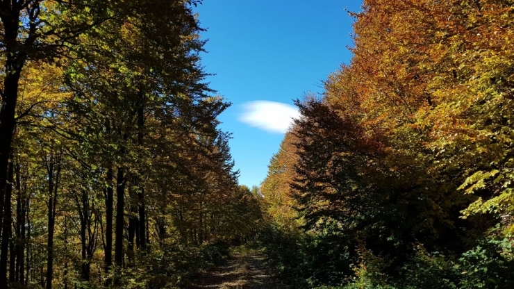 Bursalı Dağcılar Domaniç Ormanları’nda