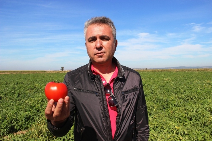 Meşhur Çanakkale Domatesi 10 Günde 3 Kat Zamlandı