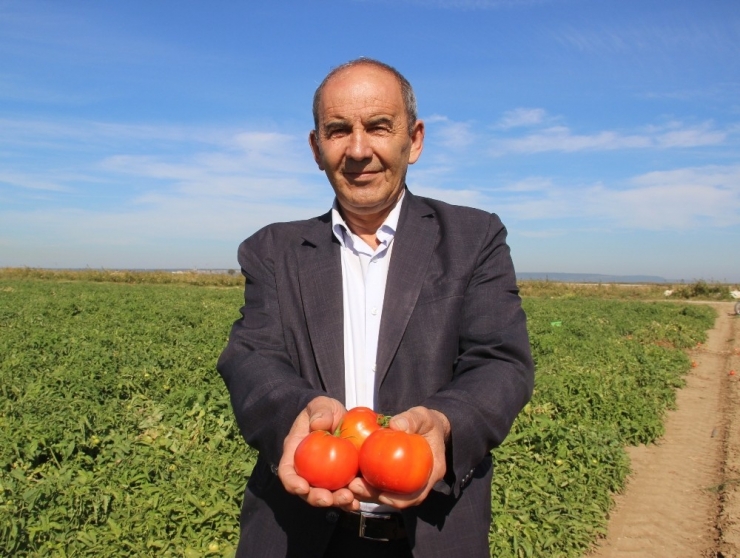 Meşhur Çanakkale Domatesi 10 Günde 3 Kat Zamlandı