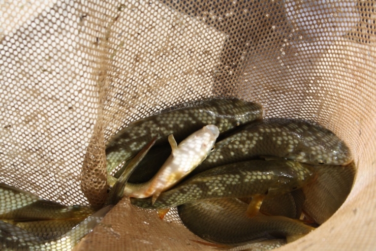 Burdur’da İki Baraja 350 Bin Yavru Sazan Salındı