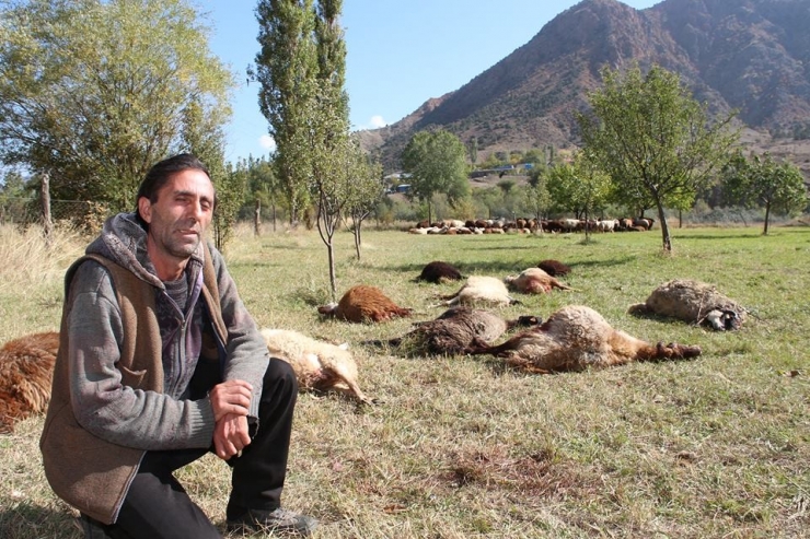 Çoban Uyuyakaldı, Kurtlar 40 Koyunu Telef Etti