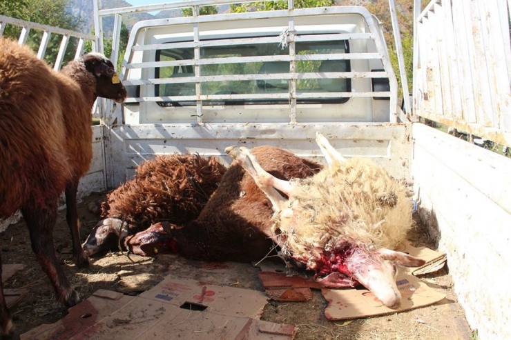 Çoban Uyuyakaldı, Kurtlar 40 Koyunu Telef Etti