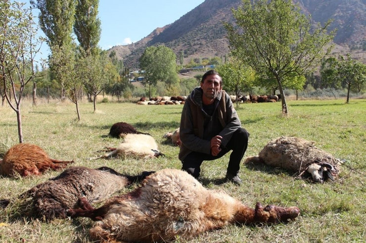 Çoban Uyuyakaldı, Kurtlar 40 Koyunu Telef Etti