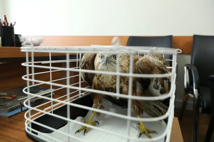 Yaralı Bulunan “Kızıl Şahin” Yetkililere Teslim Edildi